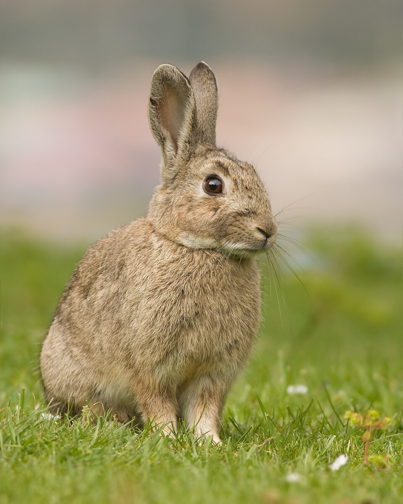 Un petit compagnon doux, curieux et plein de charme